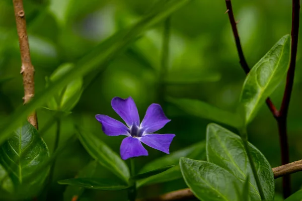 Vinca Flor Menor Campo Brote Cerca —  Fotos de Stock