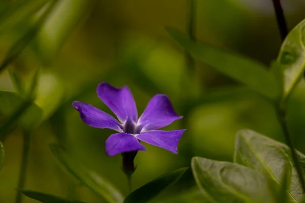 Vinca Minor Blume Feld — Stockfoto