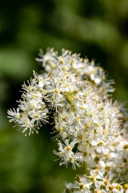 Filipendula vulgaris çiçeği tarlada büyüyor, yakın çekim