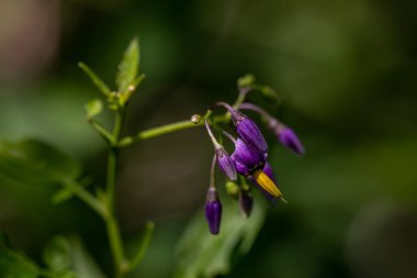 Tarlada Solanum dulcamara çiçeği, yakın çekim