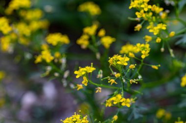 Tarlada Rorippa amfibi çiçeği