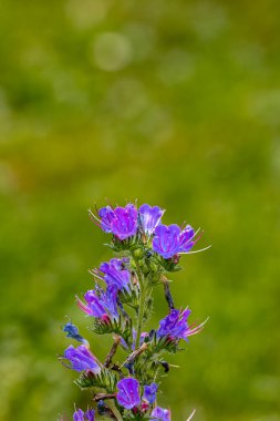 Echium vulgare çiçeği tarlada