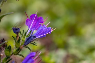 Echium vulgare çiçeği tarlada büyüyor.