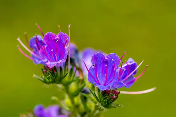 Echium Vulgare Květ Rostoucí Poli Makro — Stock fotografie