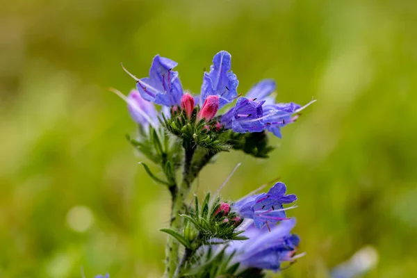 Echium Vulgare Květ Rostoucí Poli Zblízka — Stock fotografie