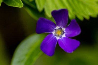 Tarlada yetişen Vinca minör çiçeği, makro