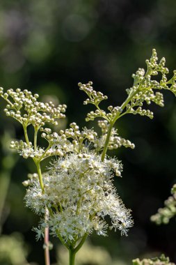 Filipendula vulgaris çiçeği tarlada yetişiyor