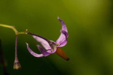 Tarlada büyüyen Solanum dulcamara çiçeği, yakın çekim