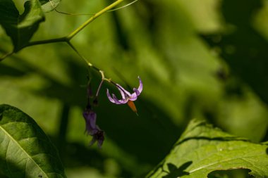 Tarlada yetişen Solanum dulcamara çiçeği