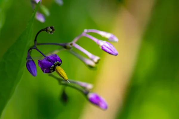 Solanum Dulcamara Blume Feld Nahaufnahme — Stockfoto