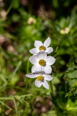 Dağlarda Anemonastrum narsiflorum çiçeği