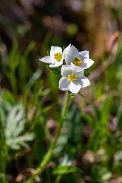 Anemonastrum Narcissiflorum Flor Crescendo Nas Montanhas — Fotografia de Stock