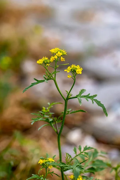 Rorippa Amphibia Blume Wächst Feld — Stockfoto