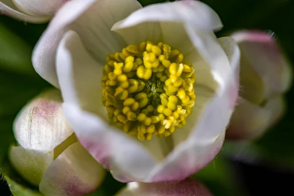 Anemonastrum Narcissiflorum Virág Növekvő Hegyek Makró — Stock Fotó