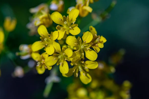 Rorippa Amphibia Blume Wächst Feld Makro — Stockfoto