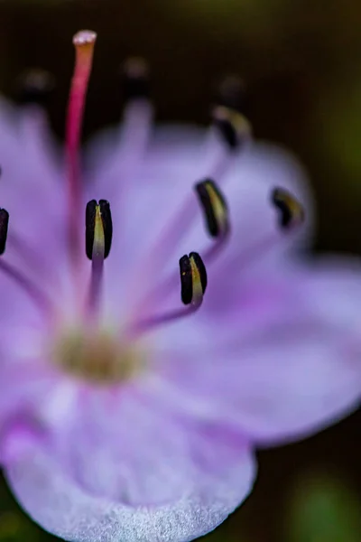 Rhodothamnus Chamaecistus Λουλούδι Που Αναπτύσσεται Στα Βουνά Κοντινό Πλάνο Πυροβολούν — Φωτογραφία Αρχείου