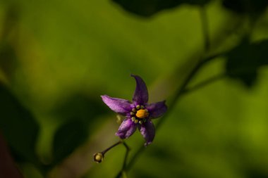 Tarlada yetişen Solanum dulcamara çiçeği, yakın çekim