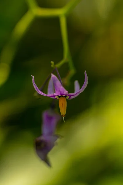 Tarlada Büyüyen Solanum Dulcamara Çiçeği Yakın Çekim — Stok fotoğraf