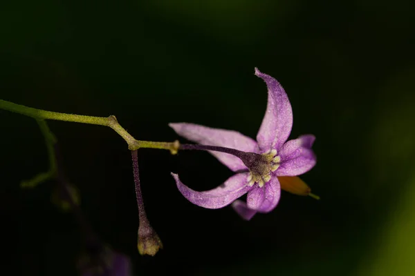 Tarlada Büyüyen Solanum Dulcamara Çiçeği Makro — Stok fotoğraf