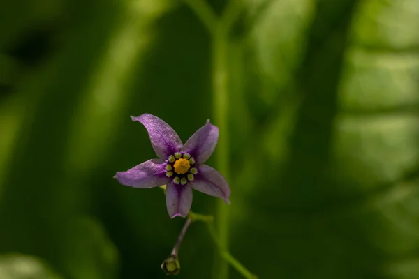 Solanum Dulcamara Flor Campo Cerca Disparar —  Fotos de Stock