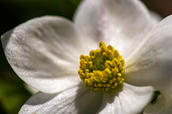 Anemonastrum Narcissiflorum Virág Hegyekben Közelről — Stock Fotó