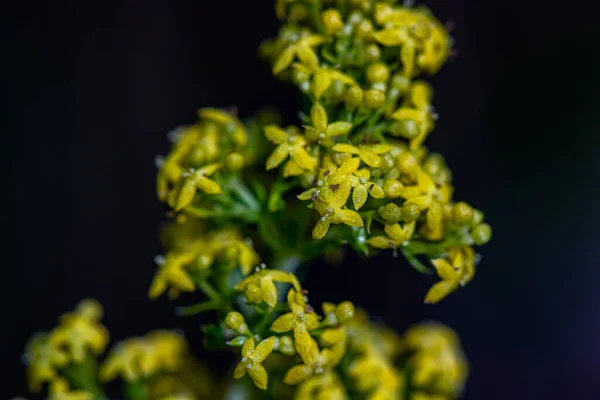 Galium Verum Flor Las Montañas — Foto de Stock