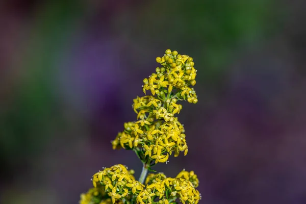 Galium Verum Flower Growing Mountains — Stock Photo, Image