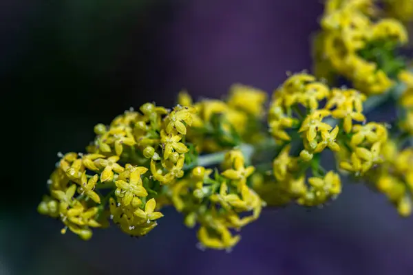 Galium Verum Virág Hegyekben Közelről — Stock Fotó