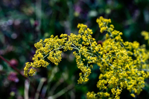 Galium Verum Flower Mountains Close Shoot — Stock Photo, Image