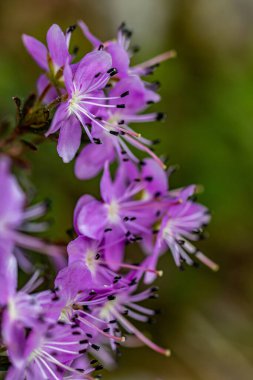 Dağlardaki Rhodothamnus chamaecistus çiçeği, yaklaşın.