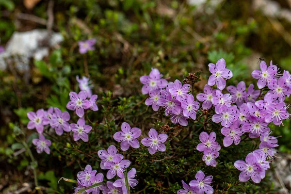 Rhodothamnus Chamaecistus Λουλούδι Στα Βουνά Μακροεντολή — Φωτογραφία Αρχείου