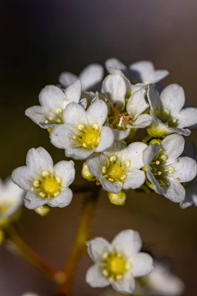 山の中で成長するサクシフラガの甲殻類の花 — ストック写真