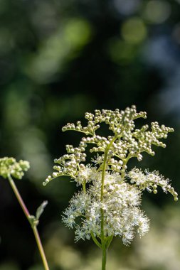 Filipendula vulgaris çiçeği tarlada büyüyor, kapan