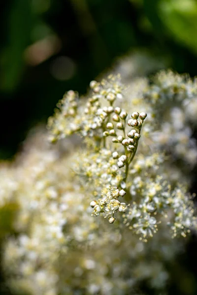 Filipendula Vulgaris Çiçeği Tarlada Büyüyor Makro — Stok fotoğraf