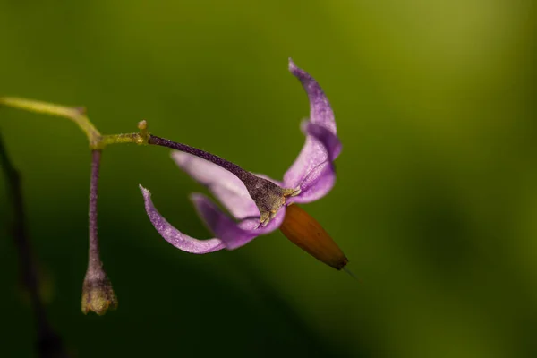 Tarlada Yetişen Solanum Dulcamara Çiçeği — Stok fotoğraf