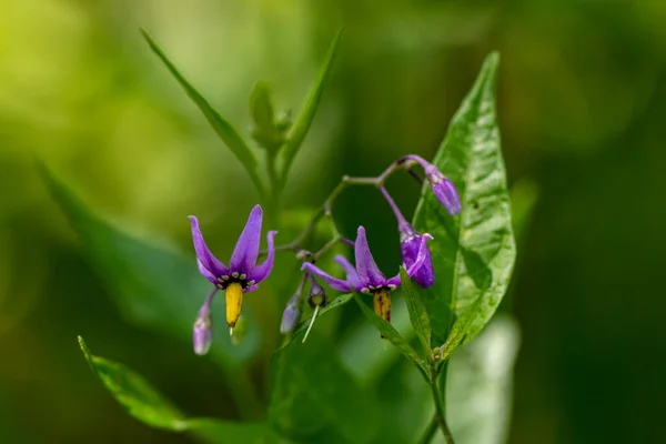 Solanum Dulcamara Flor Creciendo Campo Brote Cerca —  Fotos de Stock