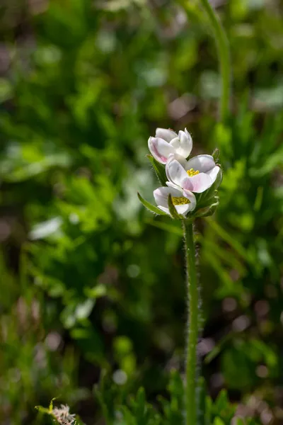 Anemonastrum Narcissiflorum Flower Growing Mountains Macro — Stock Photo, Image