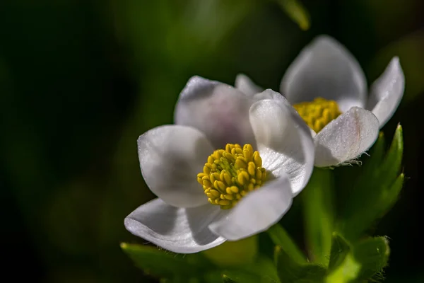 Anemonastrum Narcissiflorum Flor Crescendo Nas Montanhas Close Atirar — Fotografia de Stock