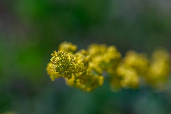 Galium Verum Flor Que Crece Las Montañas —  Fotos de Stock