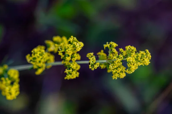 Galium Verum Blume Wächst Den Bergen Makro — Stockfoto