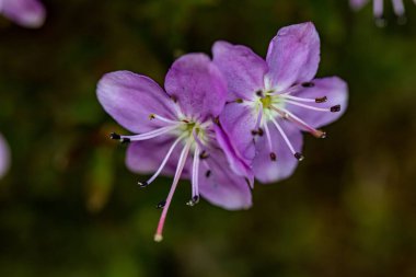 Dağlardaki Rhodothamnus chamaecistus çiçeği, makro