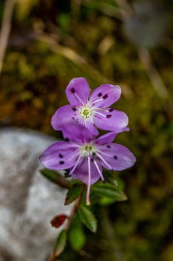 Dağlardaki Rhodothamnus chamaecistus çiçeği, yaklaşın.