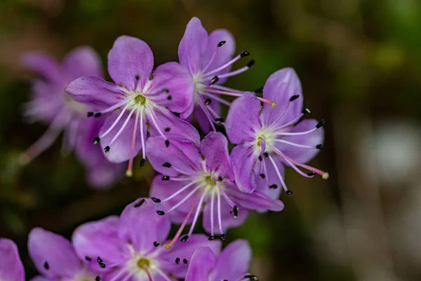 Ανθός Rhodothamnus Chamaecistus Που Αναπτύσσεται Στα Βουνά — Φωτογραφία Αρχείου