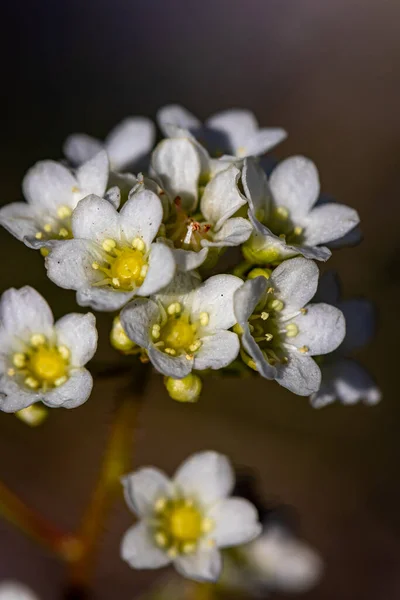 山の中で成長するサクシフラガの甲殻類の花 — ストック写真