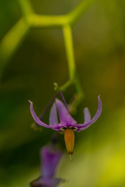 Tarlada yetişen Solanum dulcamara çiçeği