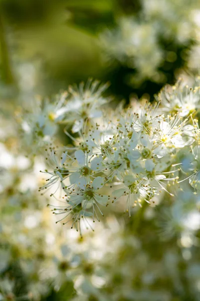 フィリピン産ハゲワシの花がフィールド マクロで成長 — ストック写真