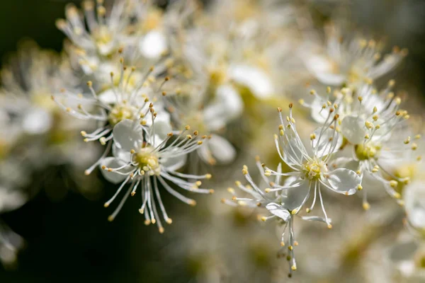 フィリピン産ハゲワシの花を畑に咲かせます — ストック写真