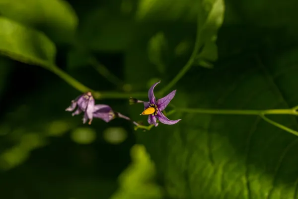 Solanum Dulcamara Flor Que Crece Campo Macro —  Fotos de Stock