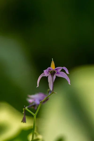 Solanum Dulcamara Flor Campo Cerca Disparar —  Fotos de Stock