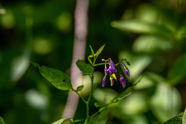 Solanum Dulcamara Flor Creciendo Campo Brote Cerca —  Fotos de Stock